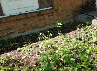 Leaf Removal by Jaden Benn for samantha c. in Louisville, KY