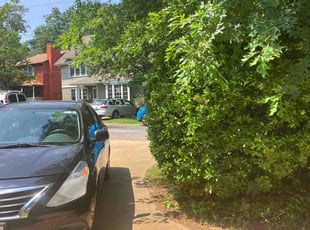 Bush Trimming by Brian Knott for Morgan K. in Annapolis, MD