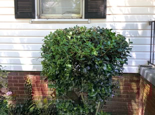 Bush Trimming by Wayne Banton for Lisa R. in Concord, NC