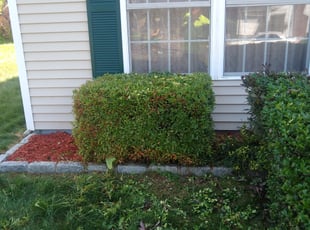 Bush Trimming by Michael Guardino for Andre G. in Bridgeport, CT