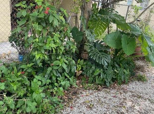 Bush Trimming by Marcus Major for F. in Hollywood, FL