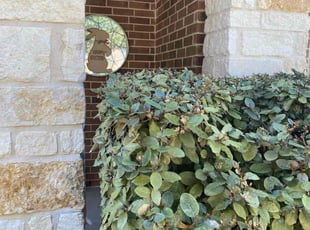 Bush Trimming by Chris Rivera for Ramona M. in San Antonio, TX