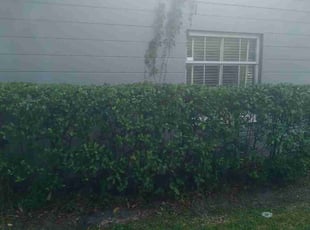 Bush Trimming by Marvel Carmichael for Julia S. in Winter Park, FL