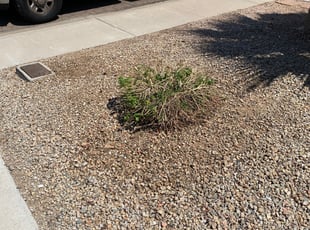 Bush Trimming by Ryan Stan for Ashley W. in Phoenix, AZ