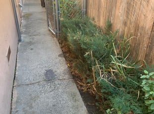 Bush Trimming by Jonathan Allen for Ryan B. in North Highlands, CA