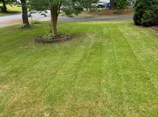 Lna L.'s Lawn Mowing Service service result
