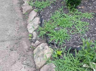 Weeding by Joe Ziz for KATELYN M. in Parma, OH