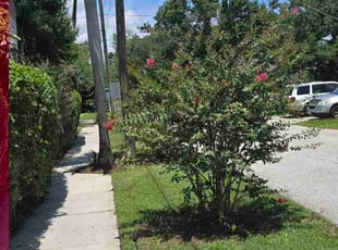 Leah H.'s Bush Trimming service result