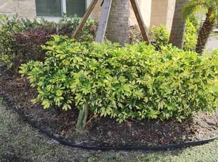 Weeding by Rolando Mojica Betancourt for Keima C. in Kissimmee, FL