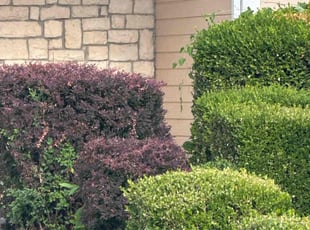 Bush Trimming by Sedrick Wesley for Rick N. in Kansas City, MO