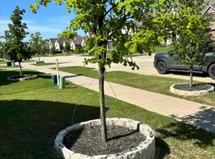 Subir M.'s Lawn Care service result