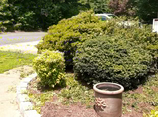 Bush Trimming by Lee Rickett for Joshua M. in Charlotte, NC