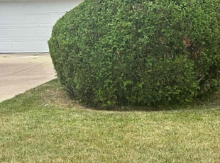 Bush Trimming by Charles Hinton for Garilyn S. in Brook Park, OH