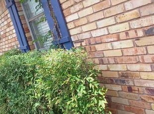 Bush Trimming by Jan ortiz for Brandon R. in Oklahoma City, OK