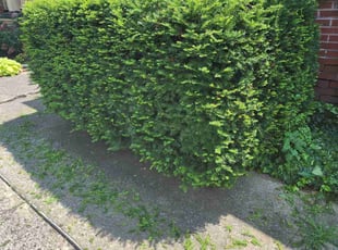 Bush Trimming by Jared Sowers for Rishona C. in Harrisburg, PA