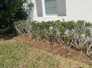 Weeding by Elvin Aponte for Yohanna F. in St. Cloud, FL