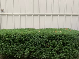 Bush Trimming by Scott Culala for AL M. in Olathe, KS