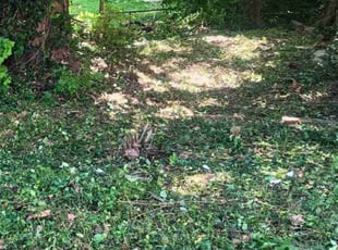 Cleanups by Damond Merridith for kenneth d. in Alton, IL