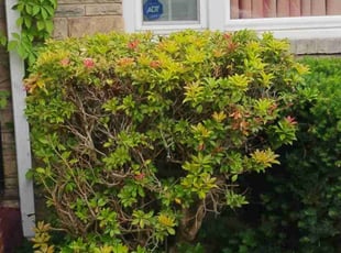 Bush Trimming by Jami Hughes for Rebecca C. in Coraopolis, PA