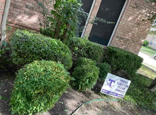 Bush Trimming by Fernando Chairez for Brian A. in Keller, TX