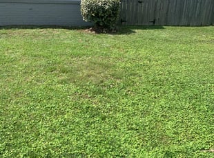 Bush Trimming by Josh Ferguson for Corey S. in Newport News, VA