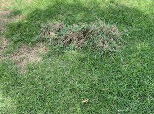 Weeding by Jason Bernal for Jonathan B. in Pflugerville, TX