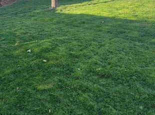 Lisa B.'s Lawn Service service result