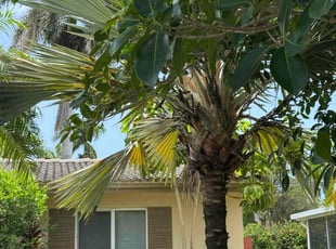 Bush Trimming by Jace Major for Wendy R. in Hollywood, FL