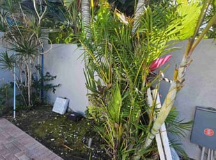 Bush Trimming by Rick Buricca for Jillian K. in Boca Raton, FL