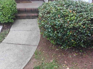 Bush Trimming by Larry Barnhardt for Fran M. in Charlotte, NC