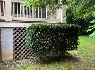 Bush Trimming by Latonya Talley for Nkyria C. in Atlanta, GA