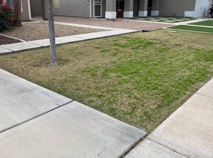 Leaf Removal by jimmy ruiz for Tori C. in Gilbert, AZ