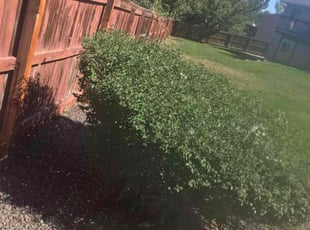 Bush Trimming by Chris Clark for Marjorie E. in Colorado Springs, CO