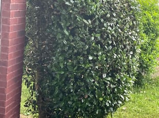 Bush Trimming by Virgil Greene for Cheron C. in Union City, GA