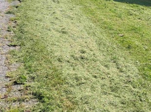 Nick W.'s Lawn Mowing service result