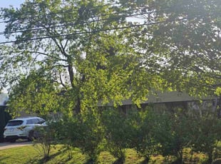 Patricia S.'s Lawn Mowing service result