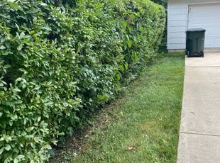 Bush Trimming by Phillip Kukla for Derek G. in Palatine, IL