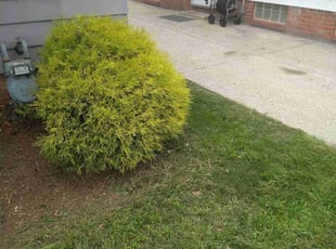 Weeding by Elizabeth Williams for Jessica J. in Parma, OH