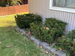 Bush Trimming by Mikayla Melia for Alexander . in Kansas City, MO