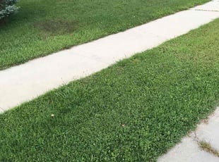 Ed P.'s Yard Cutting service result