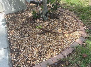 Weeding by Thomas Niederhelman for Alex D. in Brooksville, FL