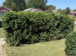 Bush Trimming by Cesar Zuniga for Nic H. in Oklahoma City, OK