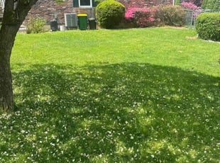Diane T.'s Lawn Care service result