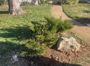 Leaf Removal by Adameus Marcum for Denise F. in Denver, CO