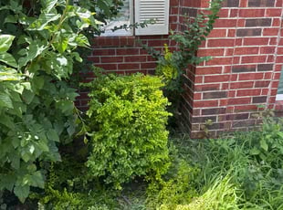 Bush Trimming by Brennen Dikes for Shaletha P. in Fort Worth, TX