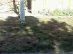 Weeding by Tabias Graves for Emily B. in Denver, CO
