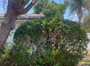 Bush Trimming by Alphonso Sharp for Leslie C. in Brandon, FL