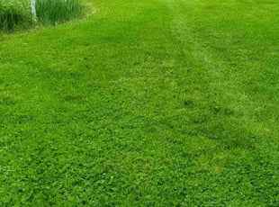 Nautasha M.'s Lawn Mowing service result