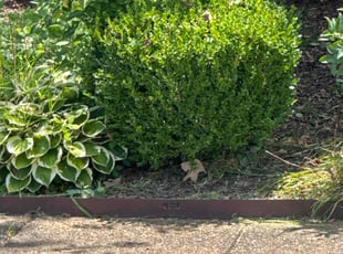 Weeding by Antonio LeSure for Ben M. in Collierville, TN
