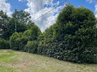 Bush Trimming by Kelly Arndt for Rachel F. in Pensacola, FL